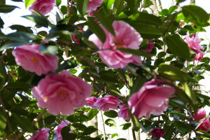 Camellia Donation   